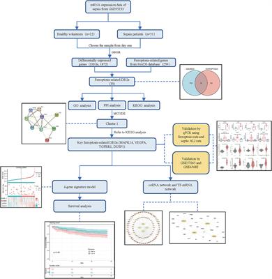 Identification of the key ferroptosis-related genes involved in sepsis progression and experimental validation in vivo